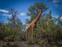 _MG_0096A